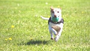 small dog running towards the camera with a ball in its mouth