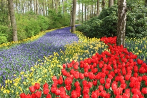 Field of tulip flowers surrounded by nature