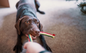 dog playing with a rope toy