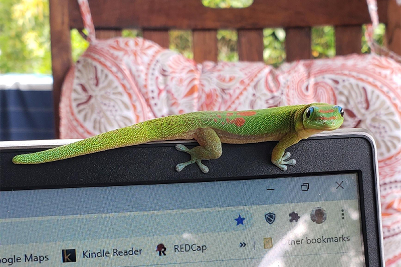 Working on a Hawaiian lanai with a gecko on the laptop.