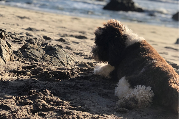 Figaro the dog on the beach in Big Sur California