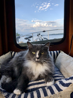 A relaxed grey cat on a tugboat.